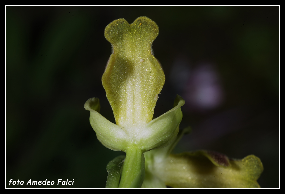 ORCHIDEE DI SICILIA: Ophrys flammeola Delforge